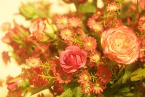 京都市内で人気の結婚相談所の特徴